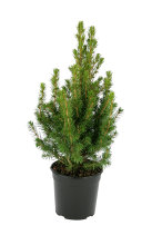Sukkertop 'Picea Conica' 13 cm potte